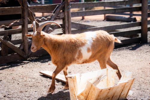 a goat walking through a trough in a pen at Hotel Fazenda Poços de Caldas in Poços de Caldas