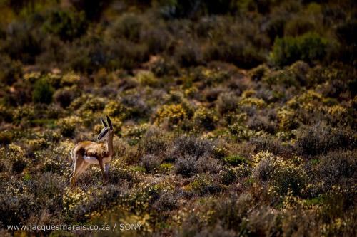 an antelope is standing in a field of grass at Kagga Kamma Nature Reserve in Lochlynne