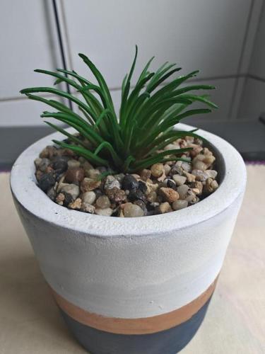 a potted plant sitting on top of a table at Refúgio Santista - Seu lar com vaga no litoral in Santos