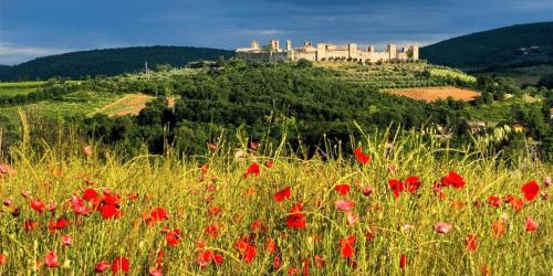 a field of poppies with a castle on a hill at Villino alla Colonna in Monteriggioni
