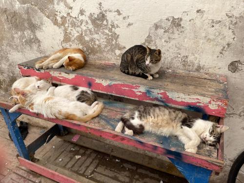 a group of cats laying on a wooden bench at Joli appartement à Essaouira in Essaouira