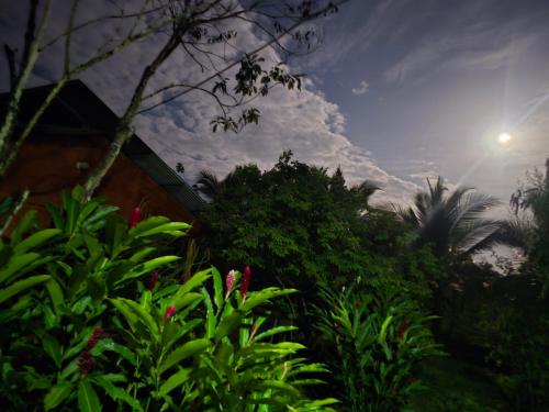 a garden with plants and the sun in the sky at Boca Tapada Inn in Boca Tapada