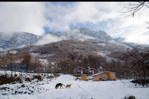 two horses walking in the snow in front of a house at Himalayan Huts in Srinagar