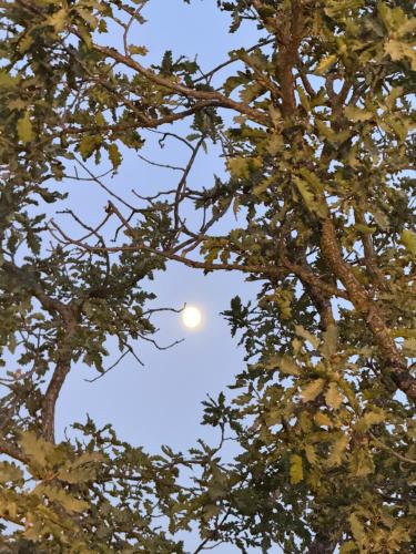 a moon seen through the branches of a tree at Barbales Cotteges in Ujarma in Sagarejo