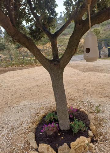 a tree with a hanging bird feeder hanging from it at Il Doganiere in Montecchio
