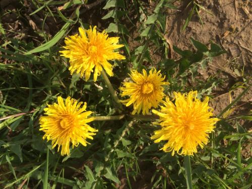 a group of yellow flowers in the grass at Alte Heimat in Schwegenheim