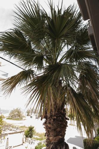 a palm tree sitting next to a building at Sea View Apartment in Chalkida