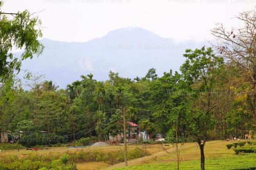 a view of a forest with a mountain in the background at Woodlands Wilderness Chalet in Mādāri Hāt