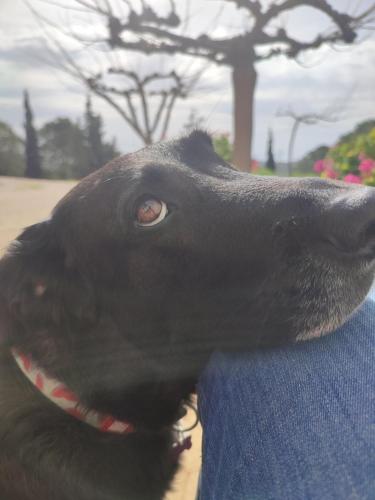 a black dog is looking up at the camera at Kalamos Heights in Kálamos Kythira