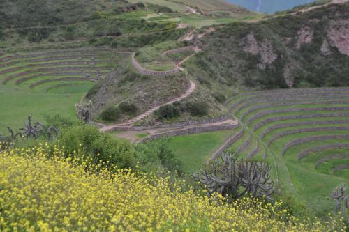 a dirt road on a hill with grass and flowers at Casa Takiy in Maras