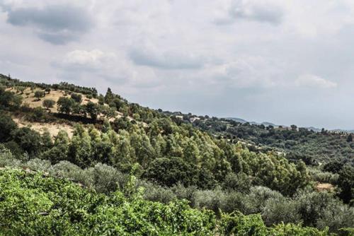 a view of a hill with trees on it at Agriturismo Miracco Atanasio Franco "Il Maniero" in Santa Sofia dʼEpiro