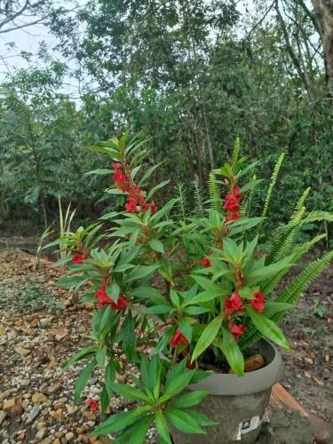 a plant with red flowers in a pot at Chalé do Ypê in Pirenópolis