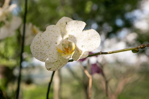 a white orchid flower on a tree branch at Pousada e Chalés Passaredo Canastra in São Roque de Minas