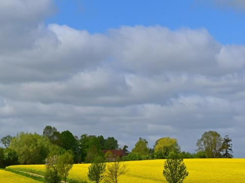 a rapeseed field under a cloudy sky at Apartment für 3 in Metelsdorf in Metelsdorf