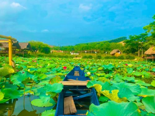 a field filled with lots of green lily pads at Đồi Dẻ Eco HomeStay in Bố Trạch