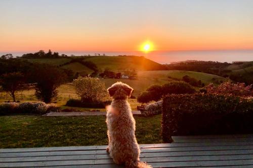 a dog sitting on a porch watching the sunset at Saddleback Grove Kiama in Kiama