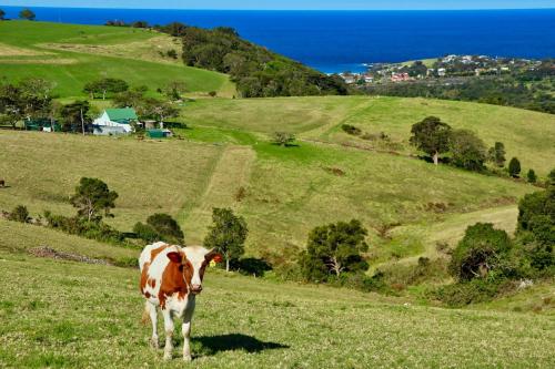 a brown and white cow standing in a field of grass at Saddleback Grove Kiama in Kiama