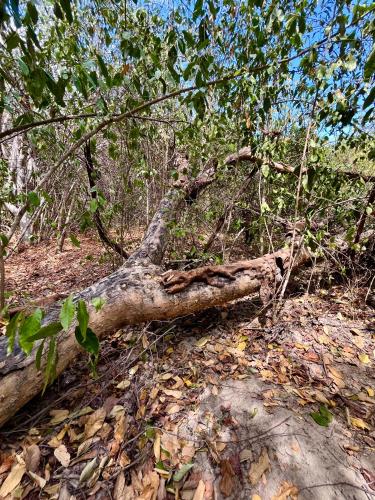 a tree laying on the ground in the woods at Bosque Seco Bioreserva & Hostel in Villavieja