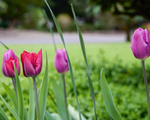 a group of pink tulips in a garden at Lakefront near Seattle, Mt Rainier & Ocean Shores in Spanaway