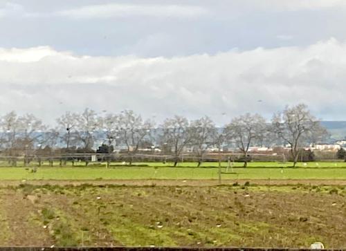 a field with trees in the middle of a field at Casa de Azzancha in Azinhaga