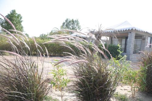 a garden with tall grass in front of a house at Jawai Bera Leopard Camp in Bera