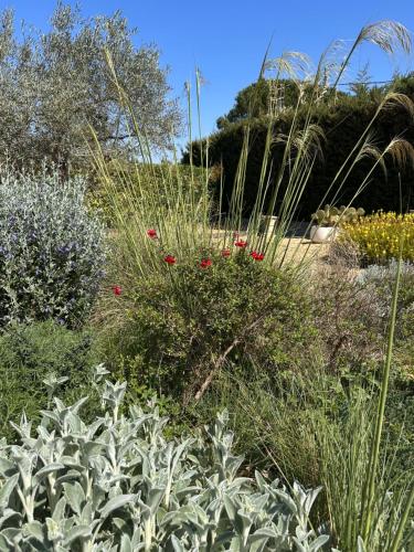a garden with red flowers and other plants at Village villa, private pool, canal du midi in Argens Minervois