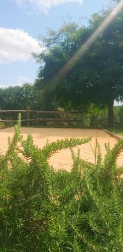 un bush vert en face d'un court de tennis dans l'établissement Aux 40 Écus - Biloba, à Puycornet