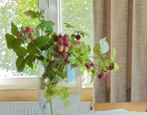 a glass vase with a plant in a window at Błękitna Przystań - pokoje z widokiem na Zatokę in Swarzewo
