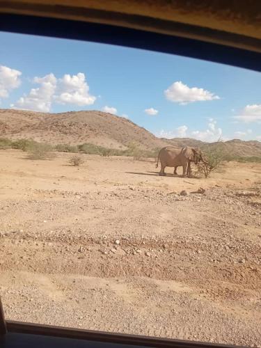an elephant walking in a field with a mountain at Tsubes Petrified Forest Tented Camp in Khorixas
