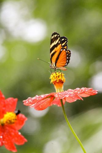 a butterfly is perched on a pink flower at Sueño Río Celeste Boutique B&B in Bijagua