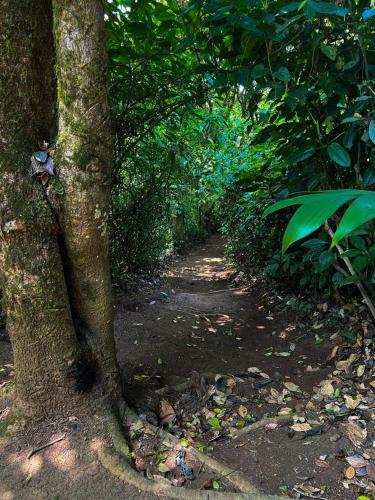 a dirt trail in a forest with a tree at Sueño Río Celeste Boutique B&B in Bijagua