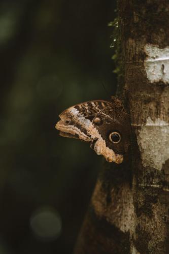a butterfly on the side of a tree at Sueño Río Celeste Boutique B&B in Bijagua