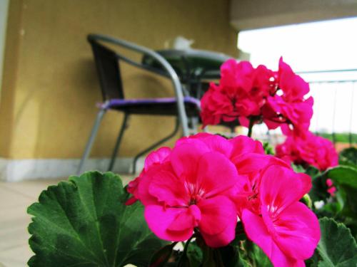 a vase of pink flowers in front of a chair at Apartment Katica Mostar in Mostar