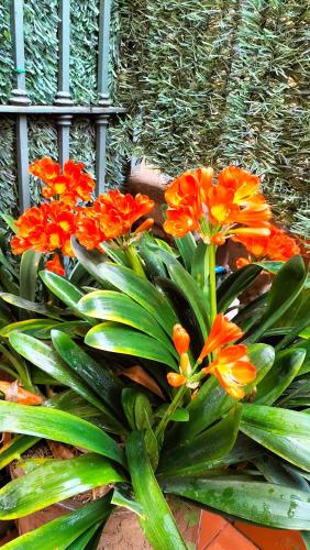 a bunch of orange flowers sitting next to a fence at Center Gran Via in Barcelona