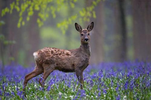 a baby deer running through a field of bluebonnets at Hallerbos B&B in Bluebell Forest in Halle