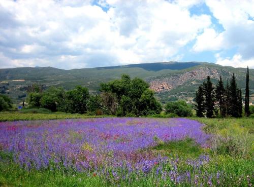 a field of purple flowers with mountains in the background at La Petite Planete in Mykines