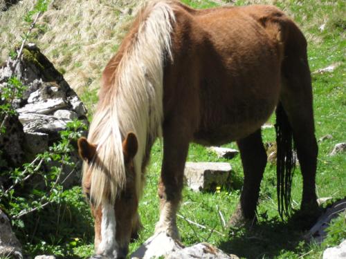 a brown and white horse grazing in the grass at Logis Hôtel Andreinia & Cabanes in Esterençuby