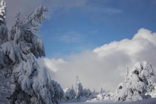 a group of trees covered in snow and clouds at Ferienwohnung Kuckuckslockennest in Seebach