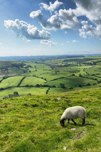 a sheep grazing on a grassy hill in a field at The Bell Ringers Cottage in Loddiswell
