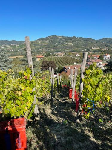 a vineyard with a bunch of green grapes at Agriturismo Poderi Zunino in Ponti