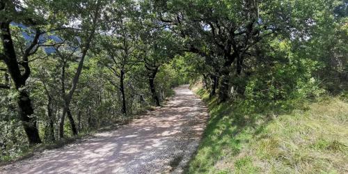 a dirt road with trees on either side at La Casetta di Gino e Marcella in Sassoferrato