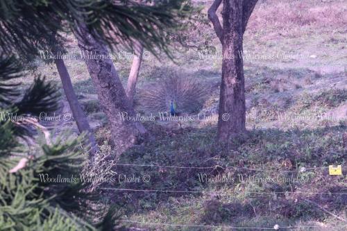 a peacock standing between two trees in a field at Woodlands Wilderness Chalet in Mādāri Hāt