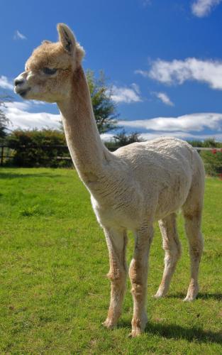 a llama standing in a field of grass at Peaceful tranquil Alpaca Farm in Wexford