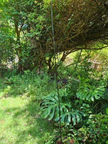 a plant with green leaves in the grass at Itamar Cabins in Had Nes