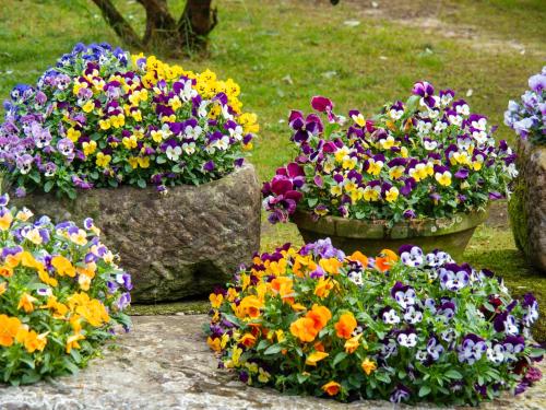 four pots of different colored flowers in a garden at Hotel Casa del Marqués in Santillana del Mar
