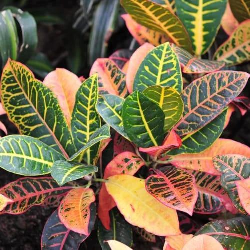 a plant with green and red leaves on it at Eco Arazzá in Mera
