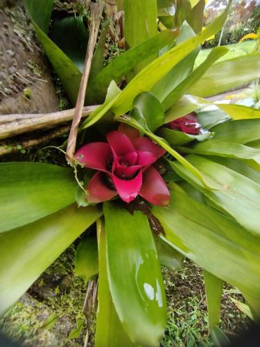 a red flower in the middle of some green leaves at Eco Arazzá in Mera
