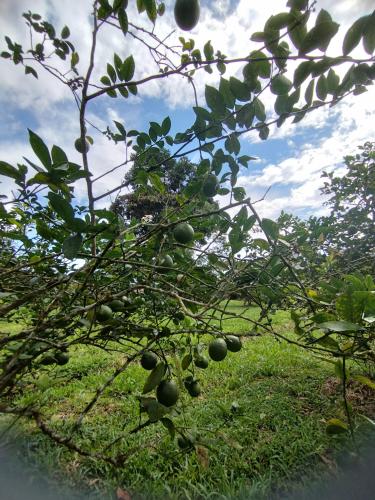a tree with green fruits on it in a field at Eco Arazzá in Mera