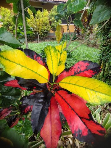 a plant with yellow and red leaves on the ground at Eco Arazzá in Mera