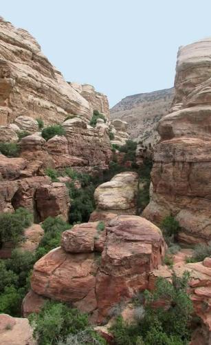 a rocky mountain with bushes and trees on it at Dana's scenic trails in Dana